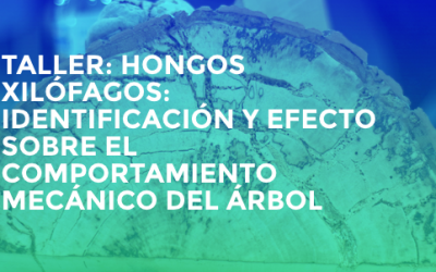 TALLER: HONGOS XILÓFAGOS. PIERRE AVERSENQ. Madrid 28-29-30 noviembre