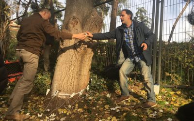 FINALIZADO EL CURSO DE BIOMECÁNICA Y ANATOMíA DE LA MADERA