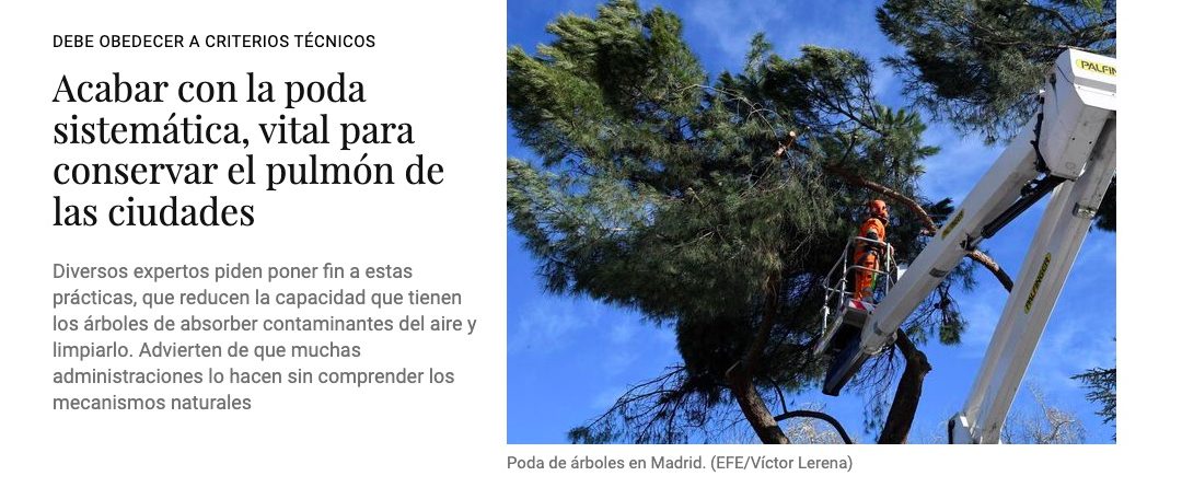 Artículo sobre la poda sistemática, en El Confidencial - Asociación  Española de Arboricultura