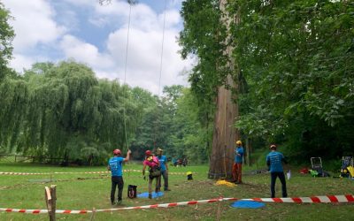 Clasificación del Campeonato de Trepa de árboles 2022