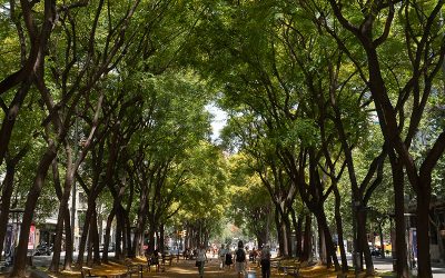 El Congreso Nacional de Arboricultura 2023 reúne a 13 ponentes de reconocido prestigio internacional