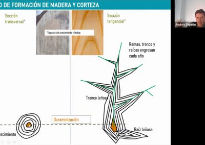 Andrés Septién, 2023. Interpretación y diagnóstico de la madera y corteza