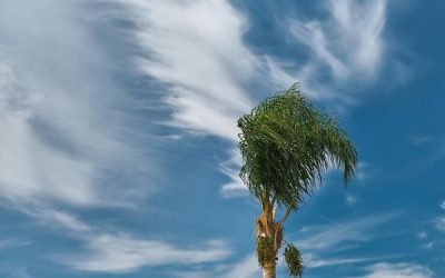 El árbol frente a las tormentas