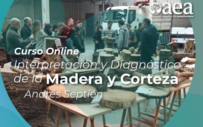 Curso online Interpretación y Diagnóstico de la Madera y Corteza, con Andrés Septién