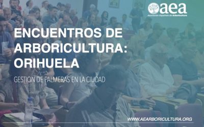 Conclusiones del Encuentro de Arboricultra. Orihuela: Gestión de las palmeras en la ciudad