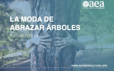 La reciente moda de abrazar árboles resulta “preocupante” para los expertos en arbolado