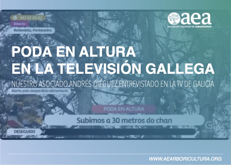 Una demostración de poda en altura en la televisión gallega con nuestro asociado Andrés Diéguez