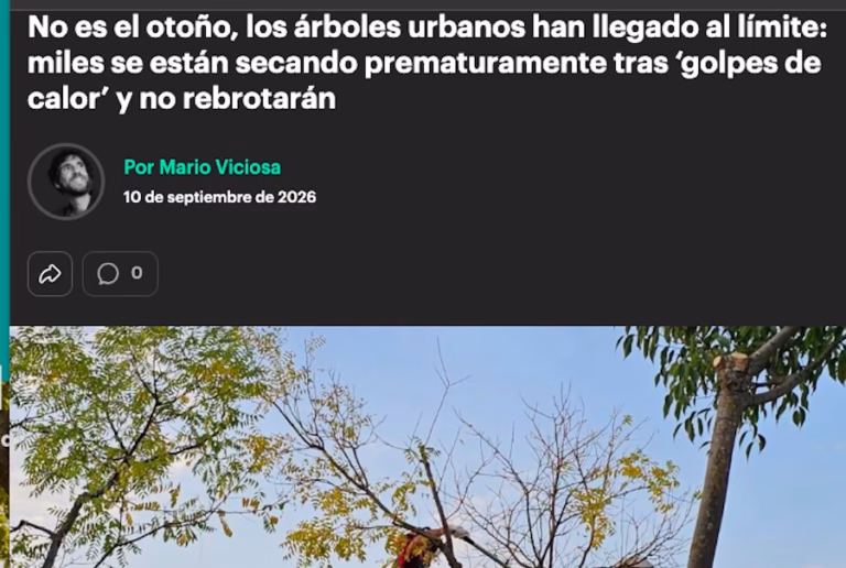 Reportaje en Newtral: ‘No es el otoño, los árboles urbanos han llegado a su límite. Miles se están secando prematuramente tras golpes de calor y no rebrotarán’