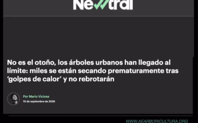 Reportaje en Newtral: ‘No es el otoño, los árboles urbanos han llegado a su límite. Miles se están secando prematuramente tras golpes de calor y no rebrotarán’