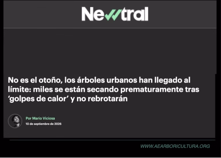 Reportaje en Newtral: ‘No es el otoño, los árboles urbanos han llegado a su límite. Miles se están secando prematuramente tras golpes de calor y no rebrotarán’